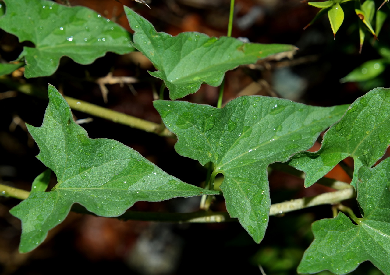 Изображение особи Convolvulus scammonia.