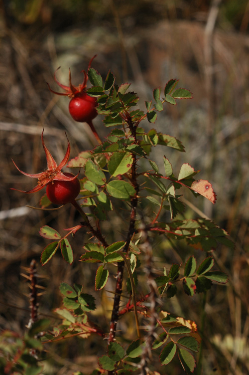 Image of Rosa spinosissima specimen.