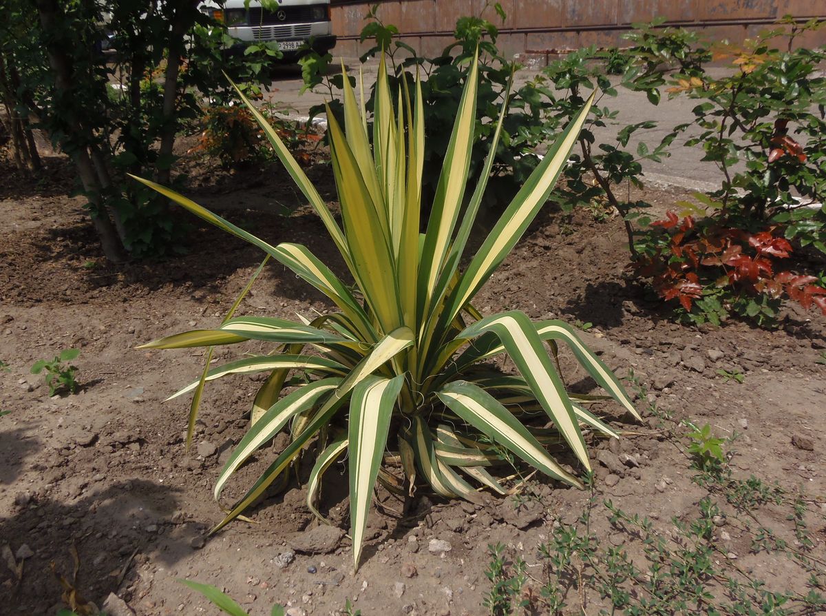 Изображение особи Yucca filamentosa.