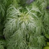 Artemisia sieversiana