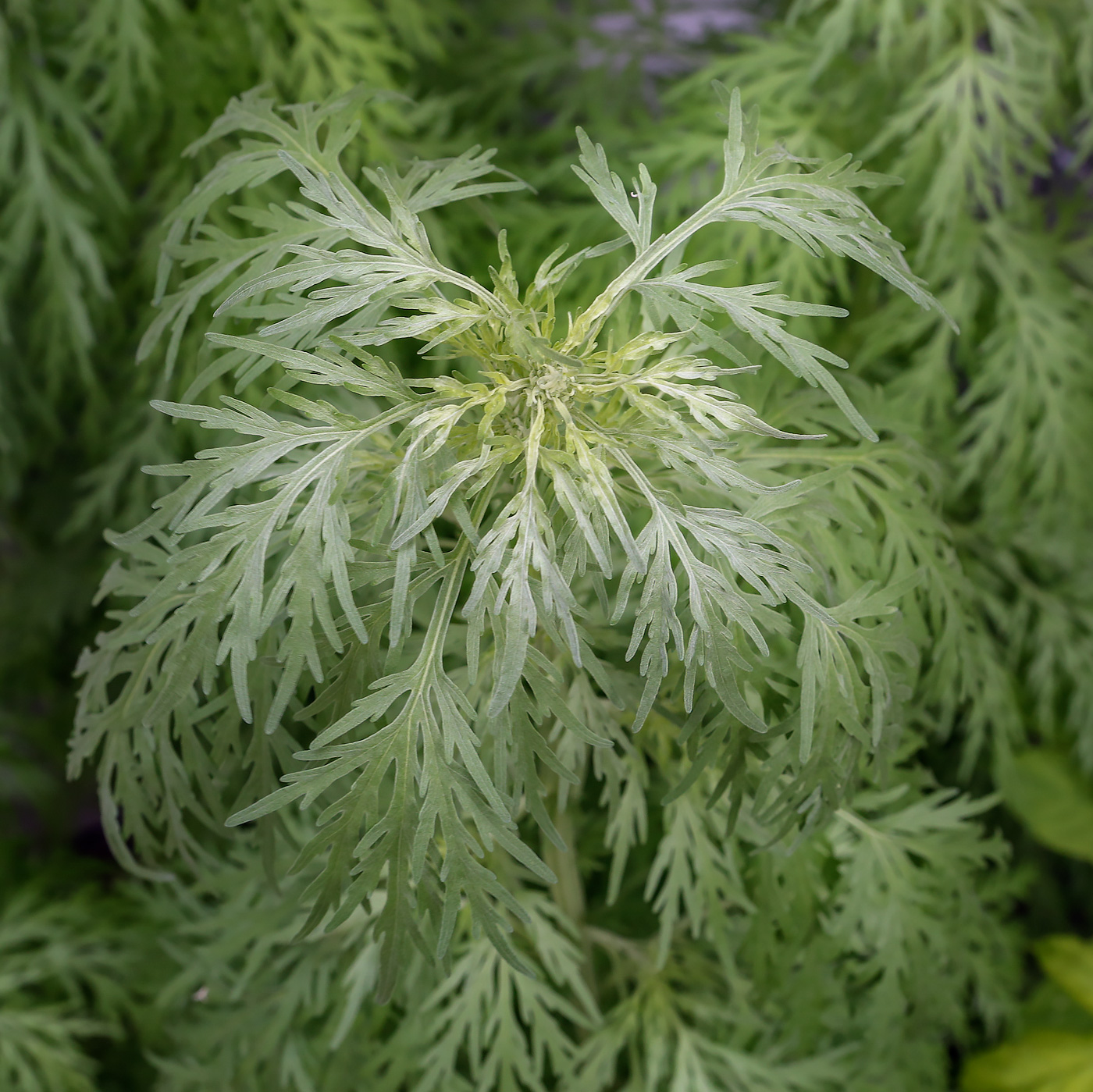 Image of Artemisia sieversiana specimen.