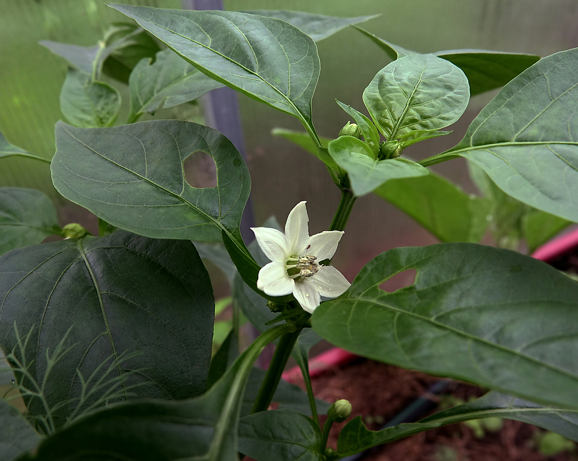 Изображение особи Capsicum annuum.