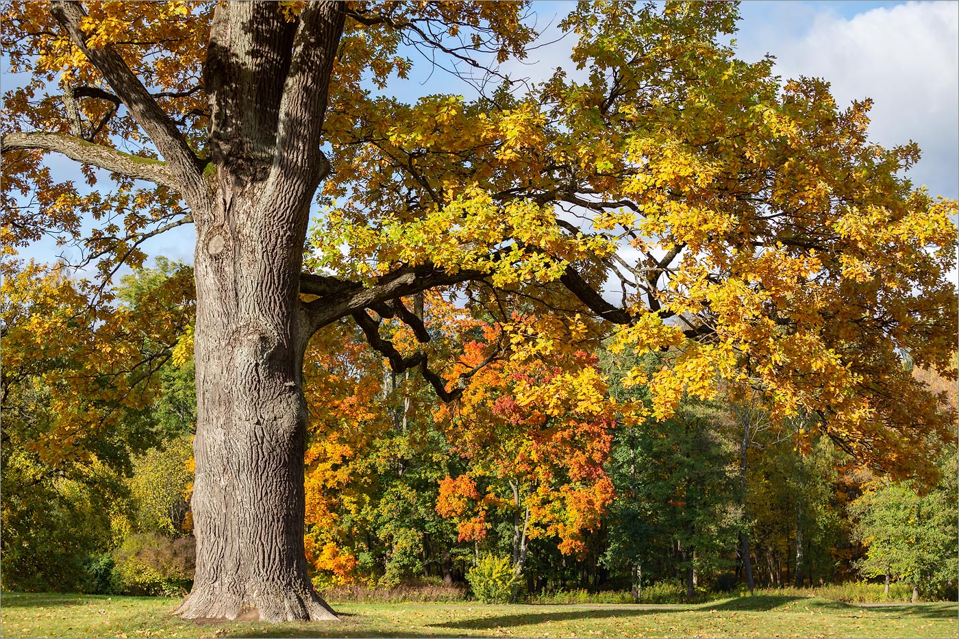 Изображение особи Quercus robur.