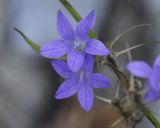 Campanula spatulata