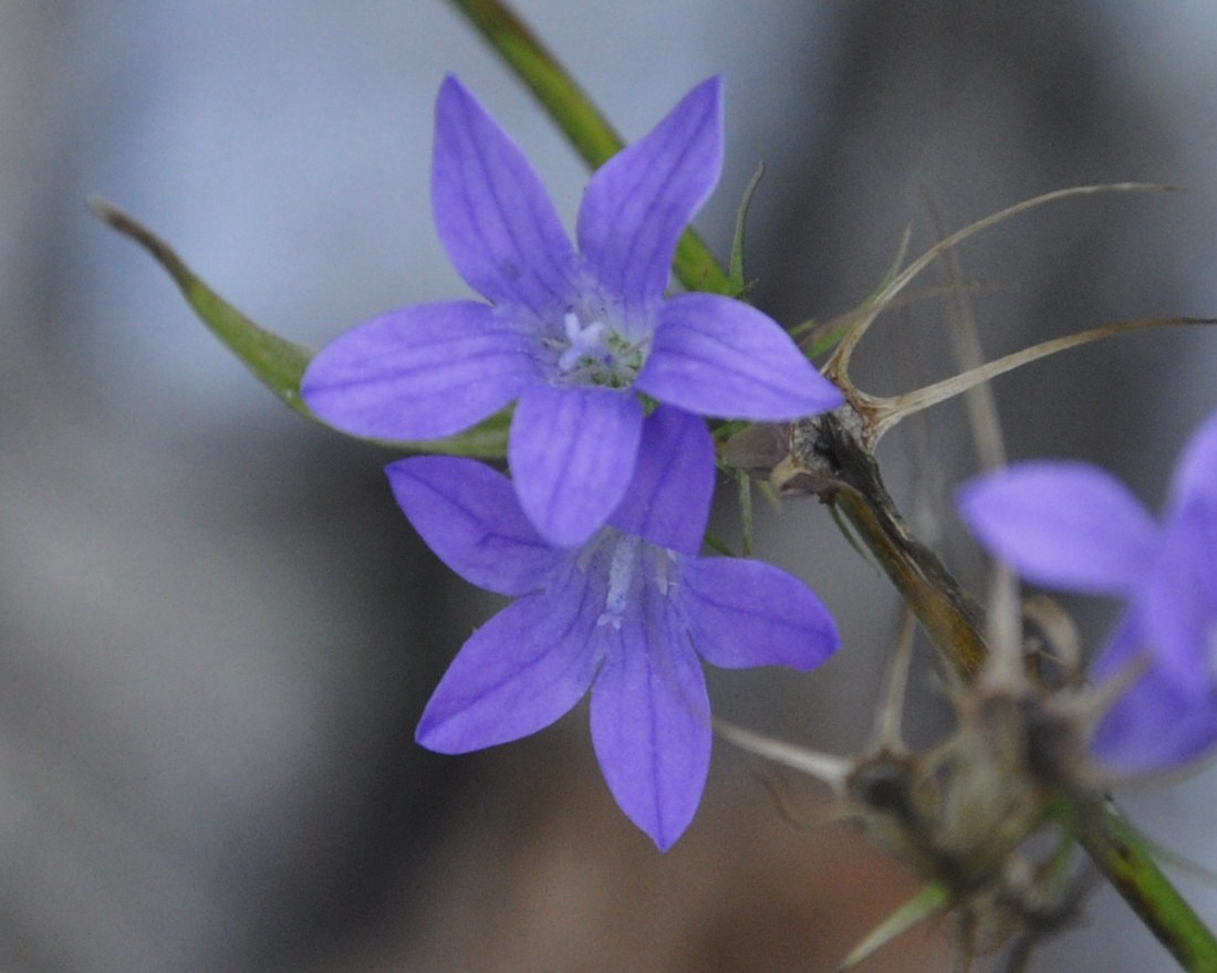 Image of Campanula spatulata specimen.