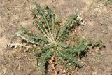 Cousinia syrdarjensis
