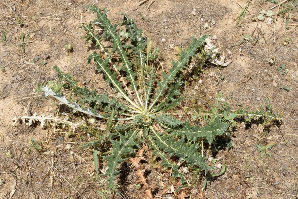 Image of Cousinia syrdarjensis specimen.