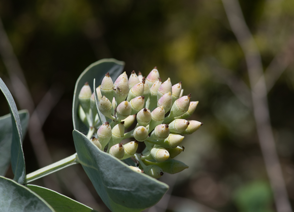 Изображение особи Eucalyptus pruinosa.