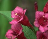 Weigela hybrida