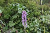 Aconitum leucostomum