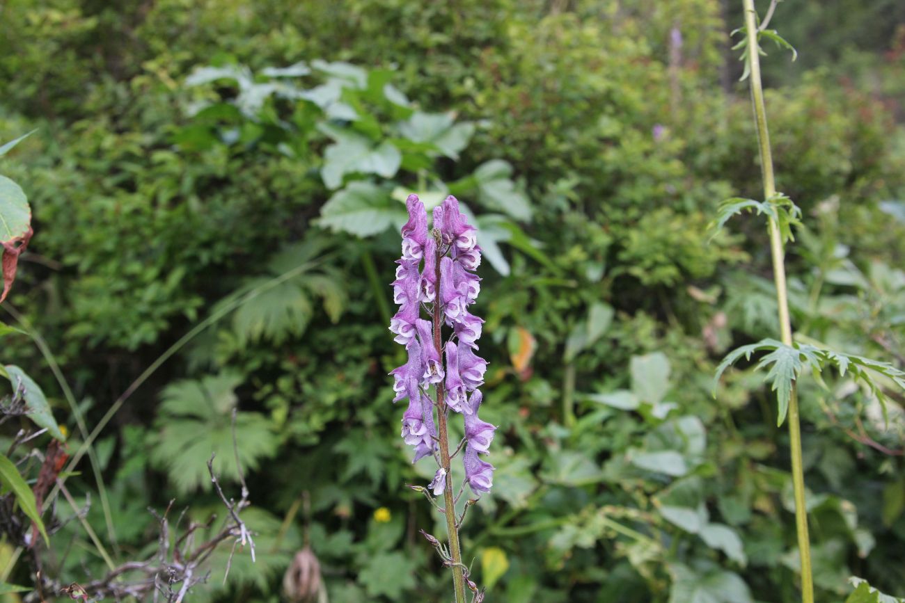 Изображение особи Aconitum leucostomum.