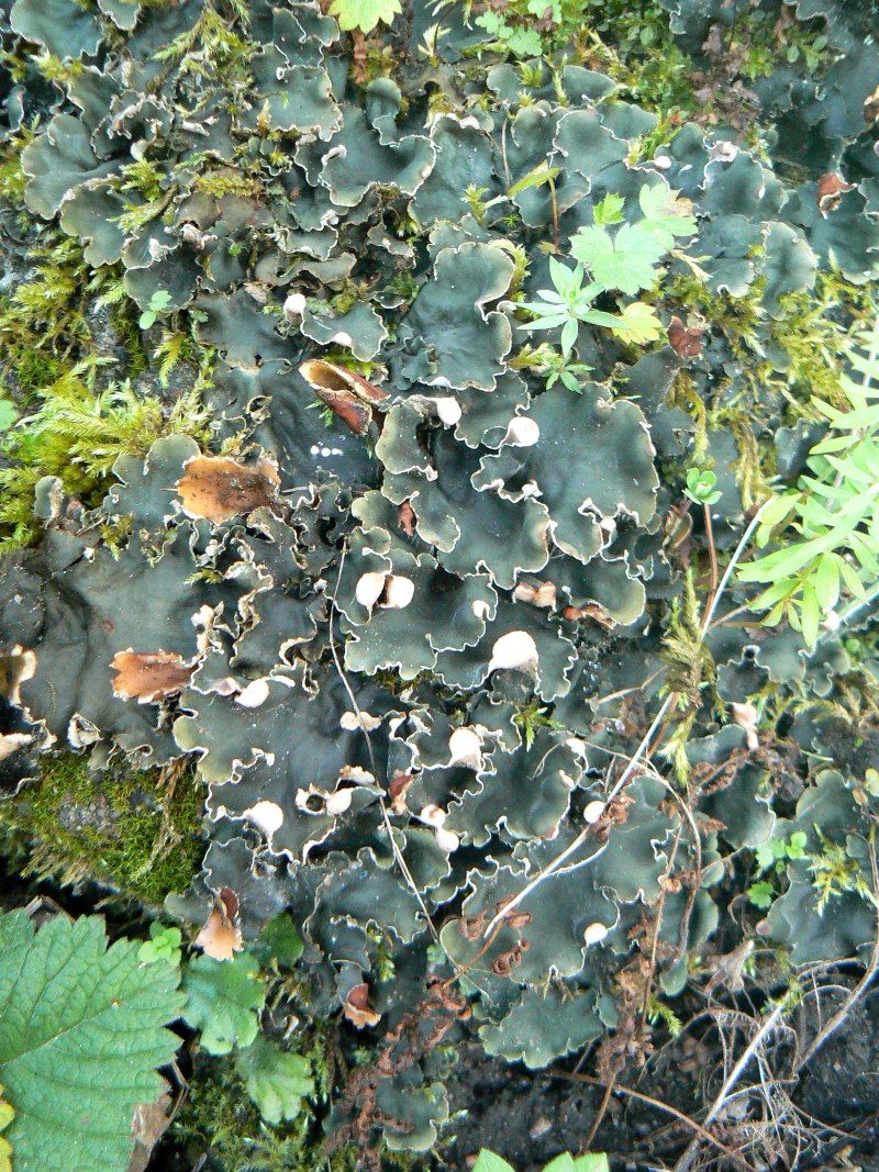 Image of Peltigera rufescens specimen.