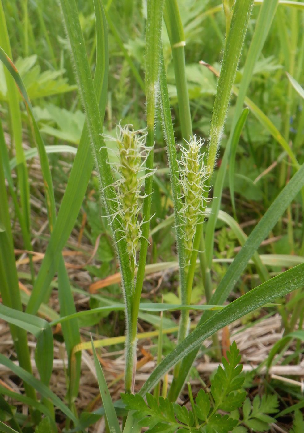 Изображение особи Carex hirta.