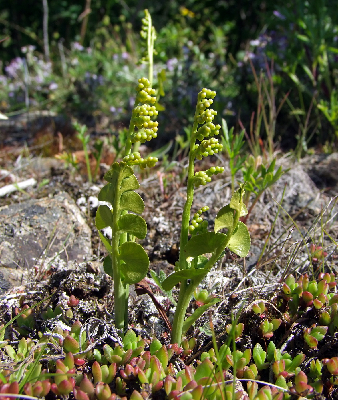 Изображение особи Botrychium lunaria.