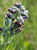 Cynoglossum officinale. Соцветие с кормящимся шмелём. Республика Татарстан, Спасский р-н, окр. пос. Приволжский, левый берег р. Волга. 29.05.2019.