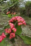 Euphorbia cooperi