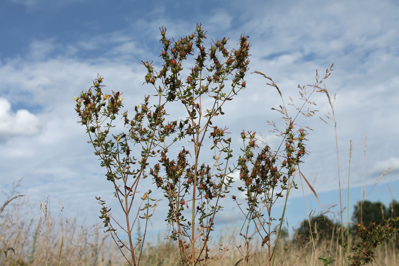 Image of Hypericum perforatum specimen.