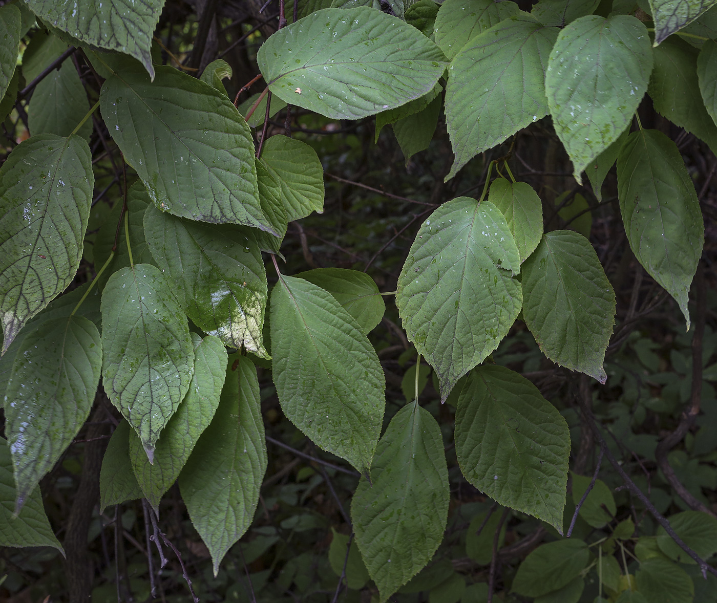 Image of Actinidia kolomikta specimen.