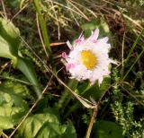 Bellis perennis. Соцветие. Тверская обл., Весьегонск, в культуре. 3 октября 2020 г.