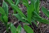 Convallaria majalis. Растение с соцветием в бутонах. Московская обл., окр. г. Железнодорожный, опушка смешанного леса, вырубка. 12.05.2020.