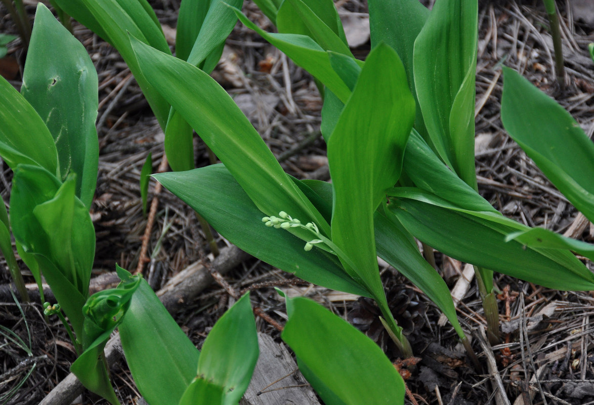 Изображение особи Convallaria majalis.