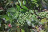 Mahonia aquifolium. Часть ветви с созревающими плодами. Грузия, Тбилиси, ботанический сад. 01.05.2018.