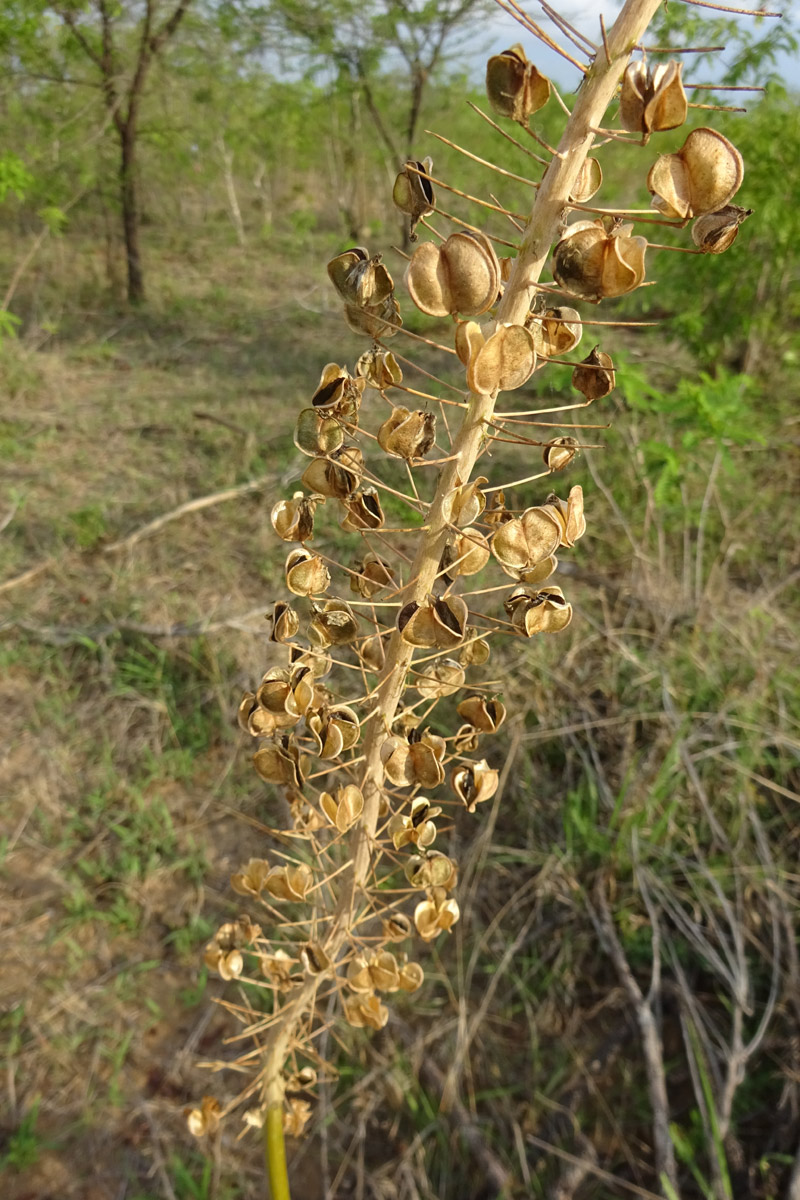 Image of Drimia altissima specimen.