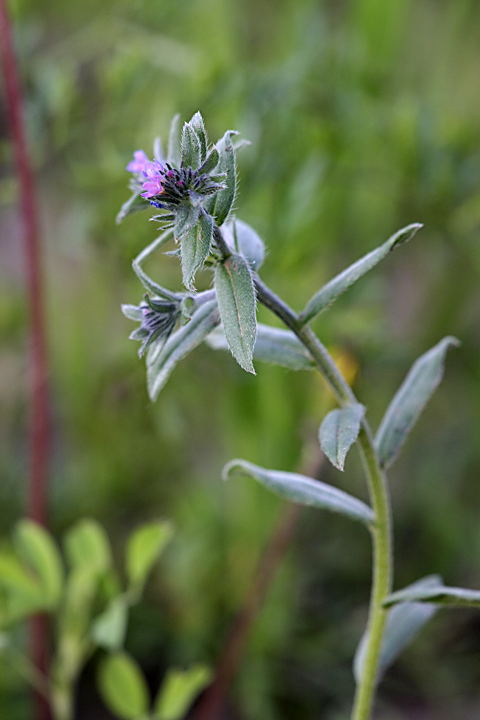 Изображение особи Buglossoides arvensis.