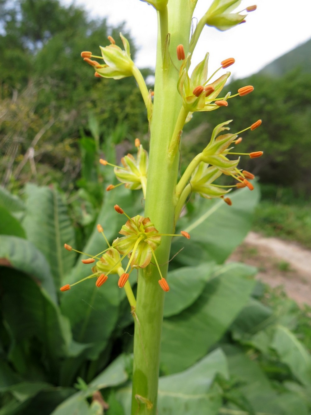 Изображение особи Eremurus fuscus.