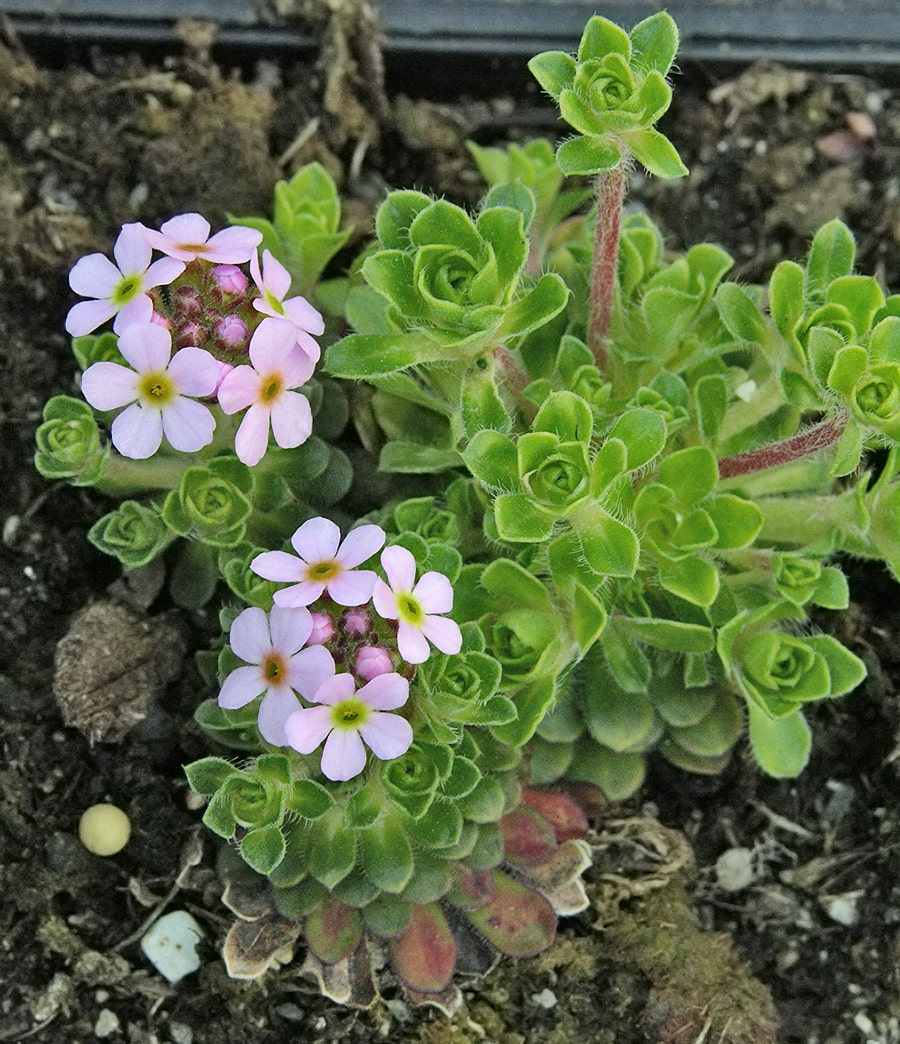 Image of Androsace sempervivoides specimen.