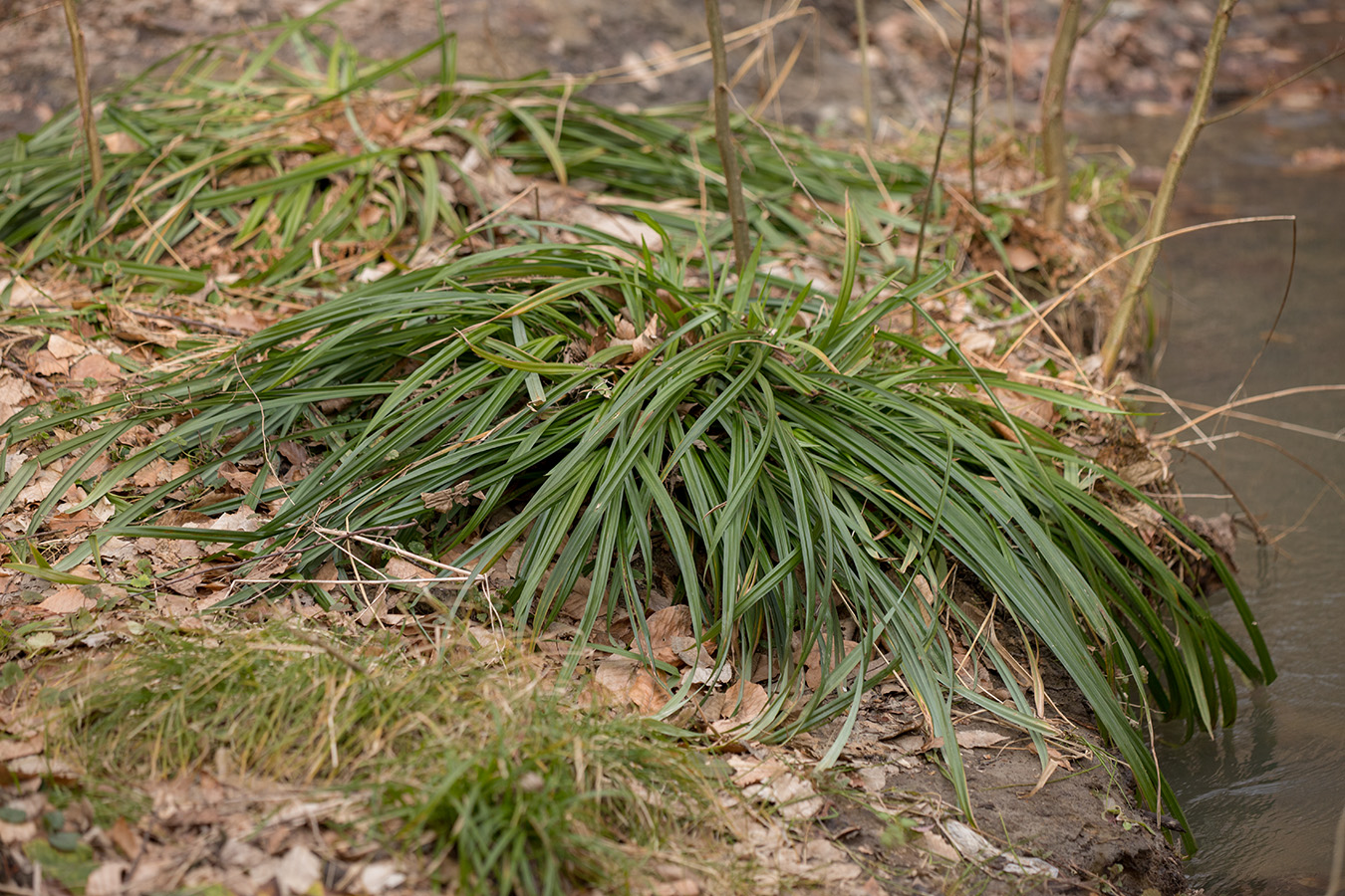 Изображение особи Carex pendula.