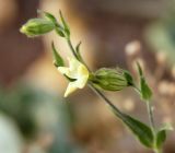 Melandrium latifolium. Верхушка побега с цветками. Краснодарский край, Темрюкский р-н, окр. станицы Голубицкая, берег Азовского моря, полоса растительности между песчано-ракушечным пляжем и береговым обрывом. 11.06.2019.