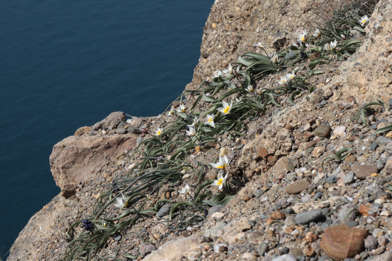 Image of Tulipa biflora specimen.