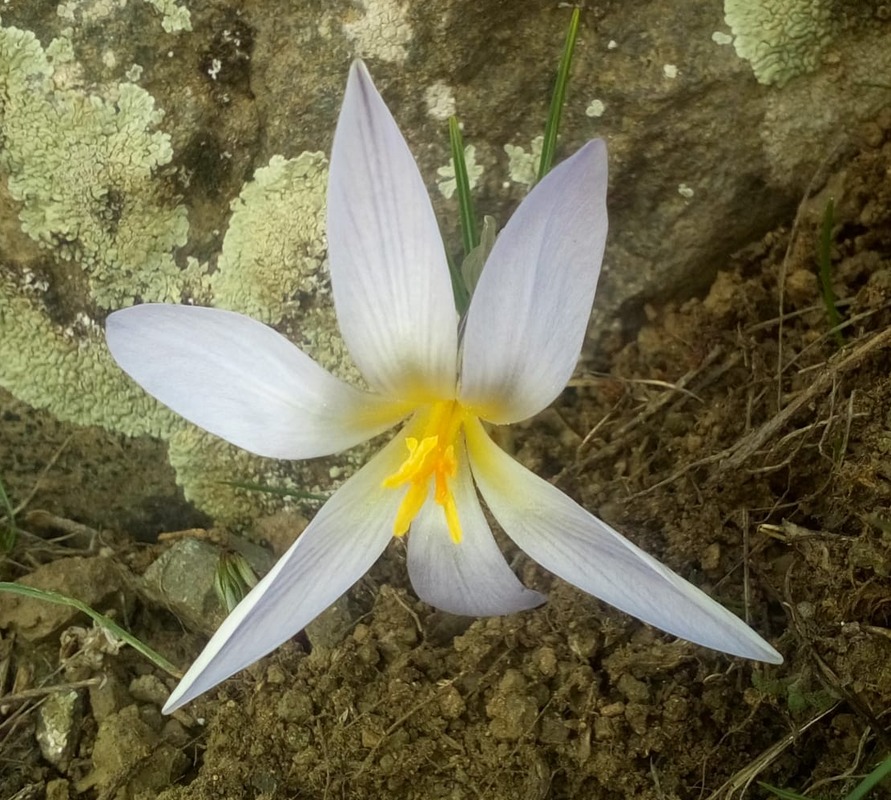 Изображение особи Crocus artvinensis.