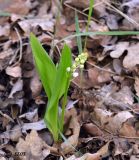 Convallaria majalis