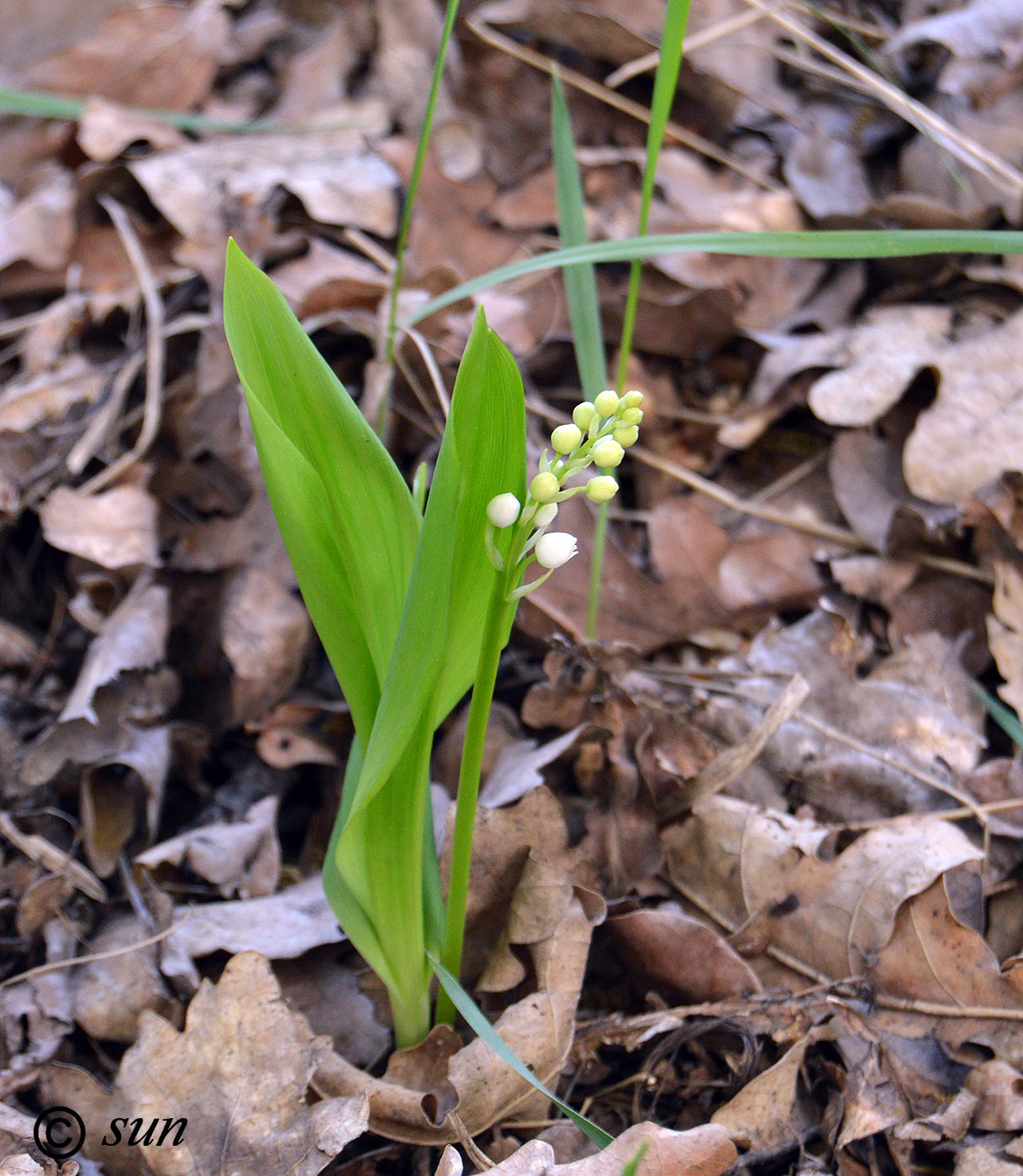 Изображение особи Convallaria majalis.