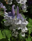 Corydalis solida