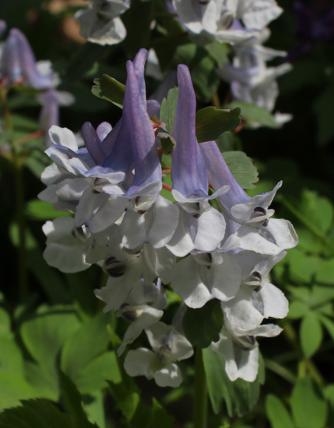 Изображение особи Corydalis solida.