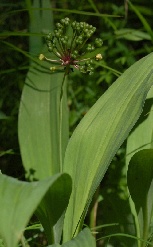 Image of Allium microdictyon specimen.