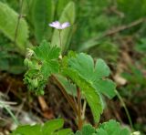 Geranium pyrenaicum. Верхушка цветущего растения. Крым, гора Чатыр-Даг, нижнее плато, луговая степь. 30.05.2021.