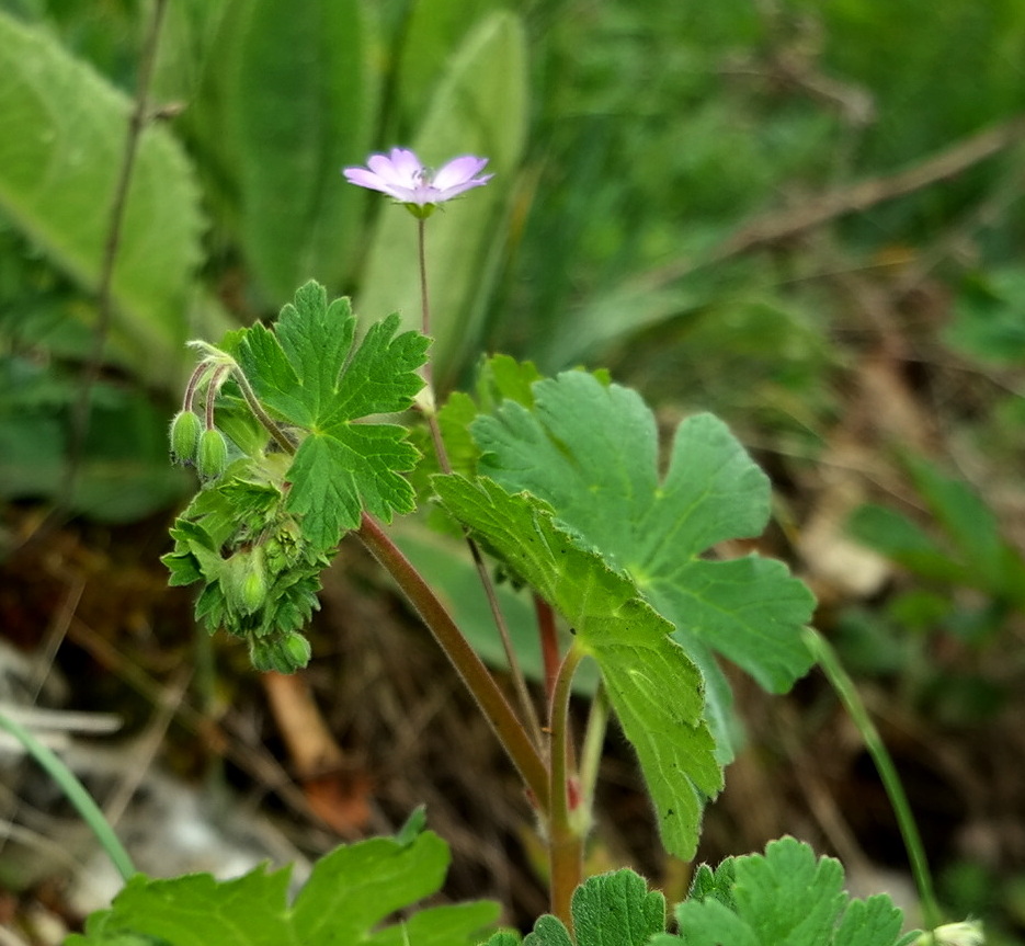 Изображение особи Geranium pyrenaicum.