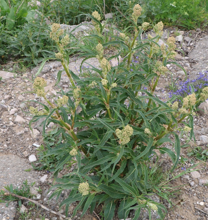 Изображение особи Aconogonon alpinum.