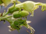 familia Solanaceae