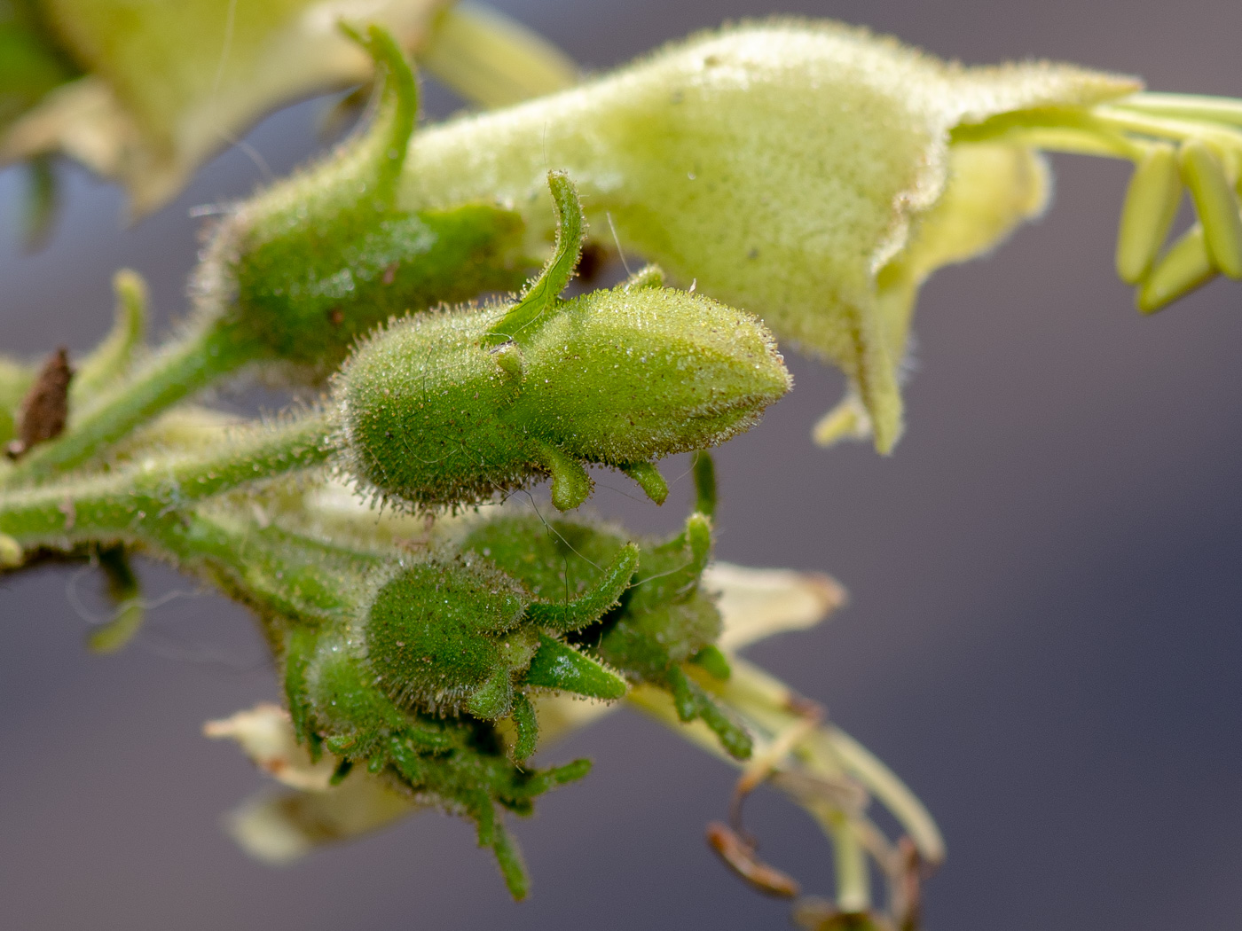 Изображение особи семейство Solanaceae.