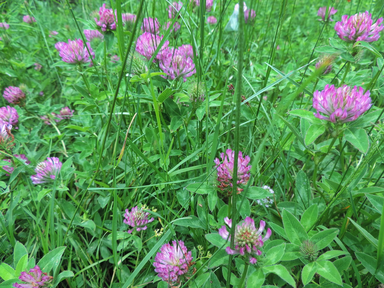 Изображение особи Trifolium pratense.