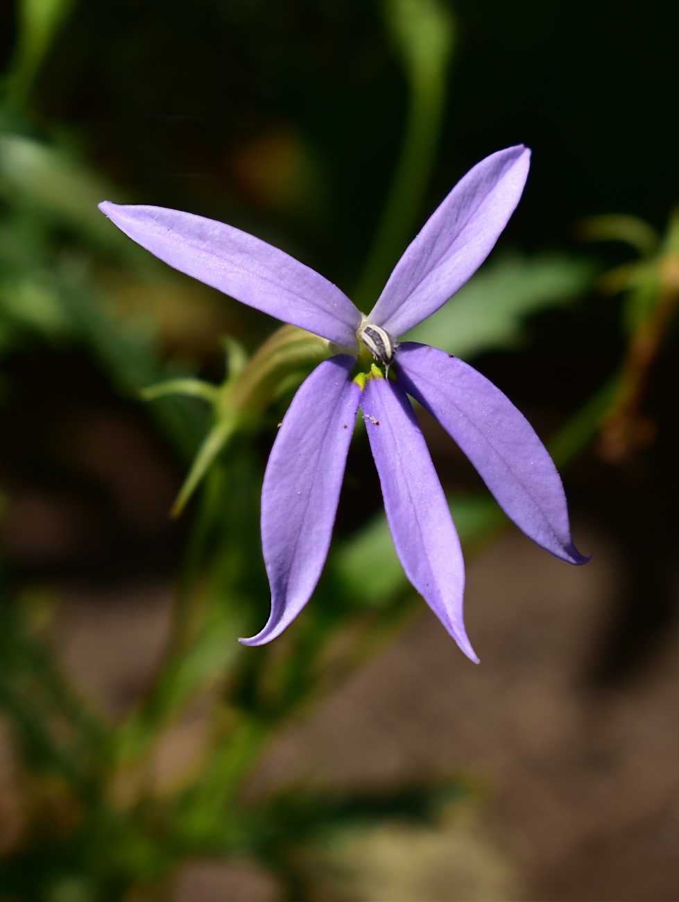 Image of Isotoma axillaris specimen.