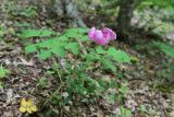 Paeonia daurica