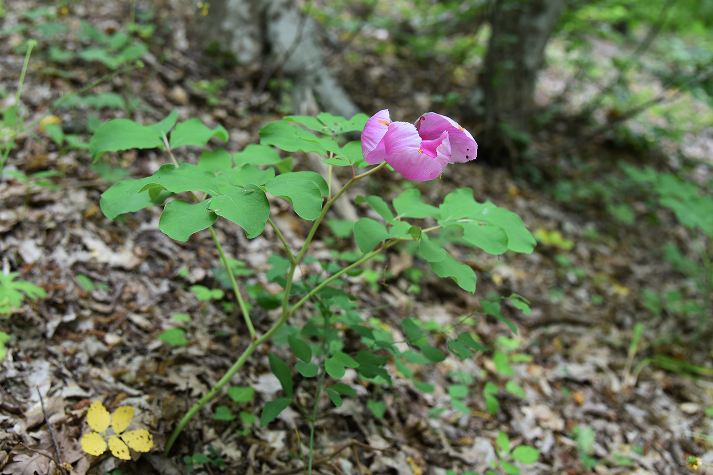 Image of Paeonia daurica specimen.