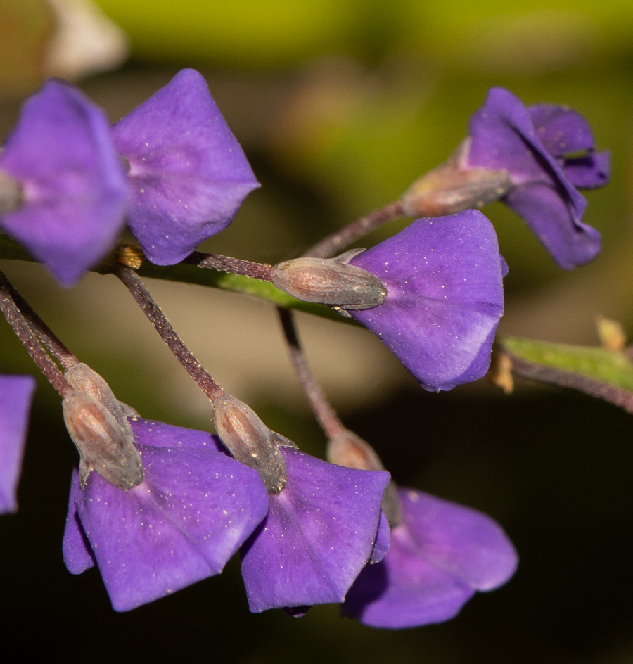 Изображение особи Hardenbergia comptoniana.