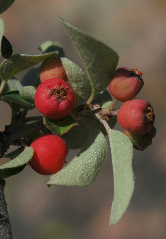 Изображение особи Cotoneaster oliganthus.